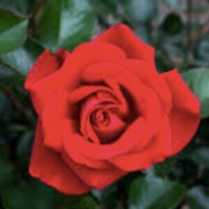 Meet your Posher, Zeinab